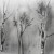 Grove, charcoal dust drawing