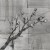Plum Branch, charcoal drawing