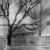 Tree and Shadow 1