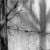 Tree and Shadow 2, charcoal drawing