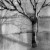 Tree and Shadow 3, charcoal drawing