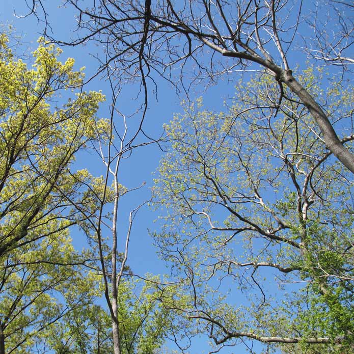 Central Park Spring Sky Central Park Spring Sky