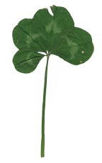 Pressed Four Leaf Clover Pressed Four Leaf Clover