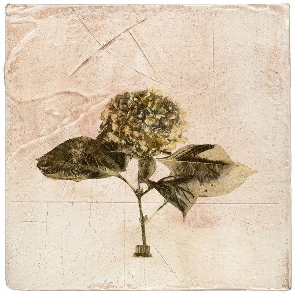Hydrangea contemporary botanical art on plaster by Iskra
