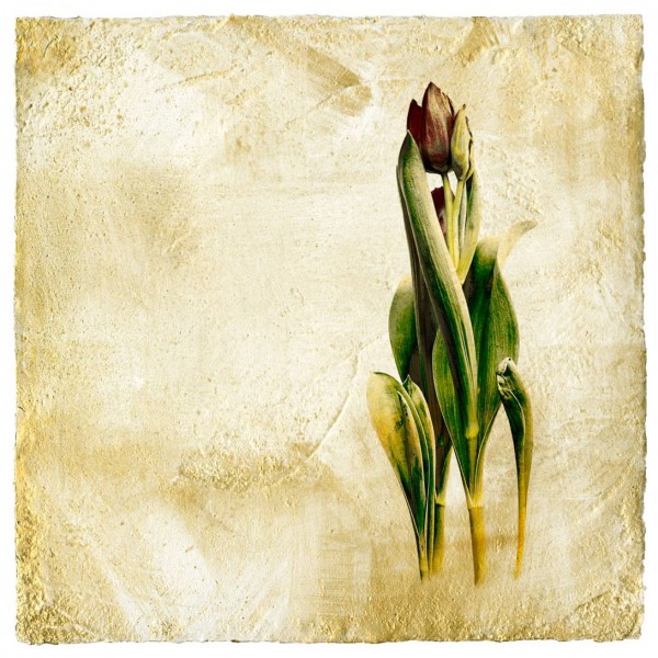 Tulips in Wind and Light-Iskra Fine Art.