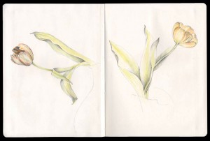 Duo_Drawing_Tulips_at_My_Kitchen_Table