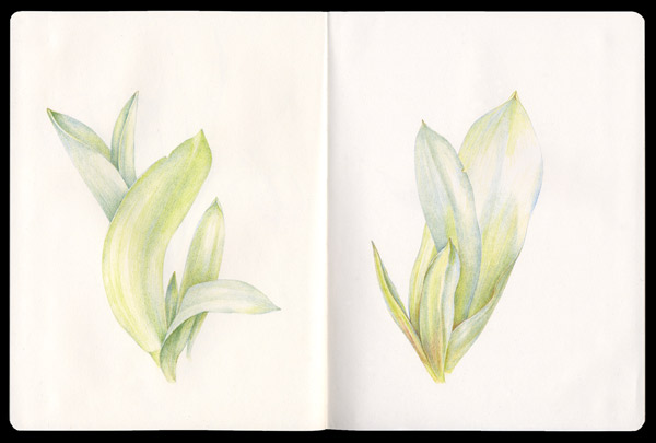 Tulip Leaves Colored Pencil Drawing