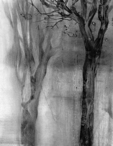 Duo, charcoal dust tree drawing