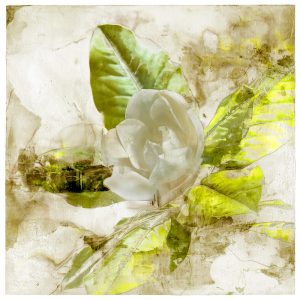 Limited edition magnolia print by Iskra