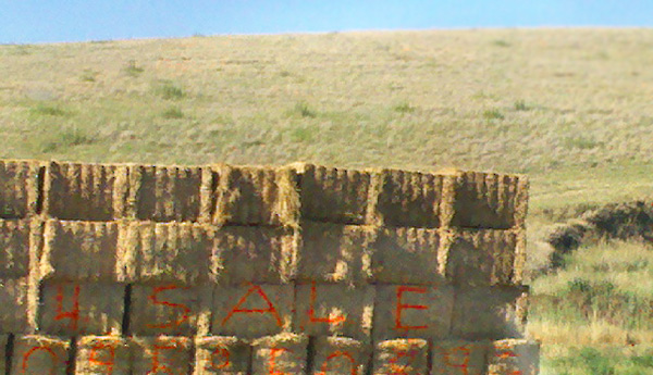 HAYBALES-FOR-SALE