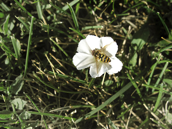 The_Bee_In_The_White_Flower