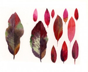 From One Tree Botanical Watercolor Study