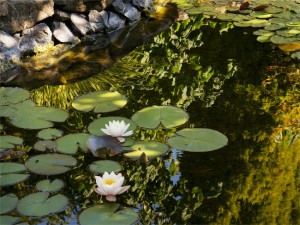 Pond With Two Lillies