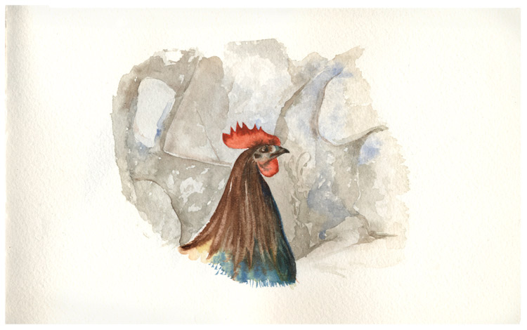 Solo Rooster_watercolor