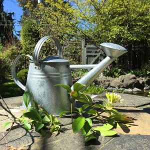 Watering_can_spring
