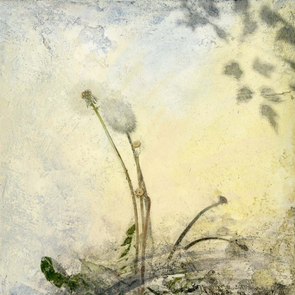 Dandelion for Dürer, By Iskra Johnson, archival digital print