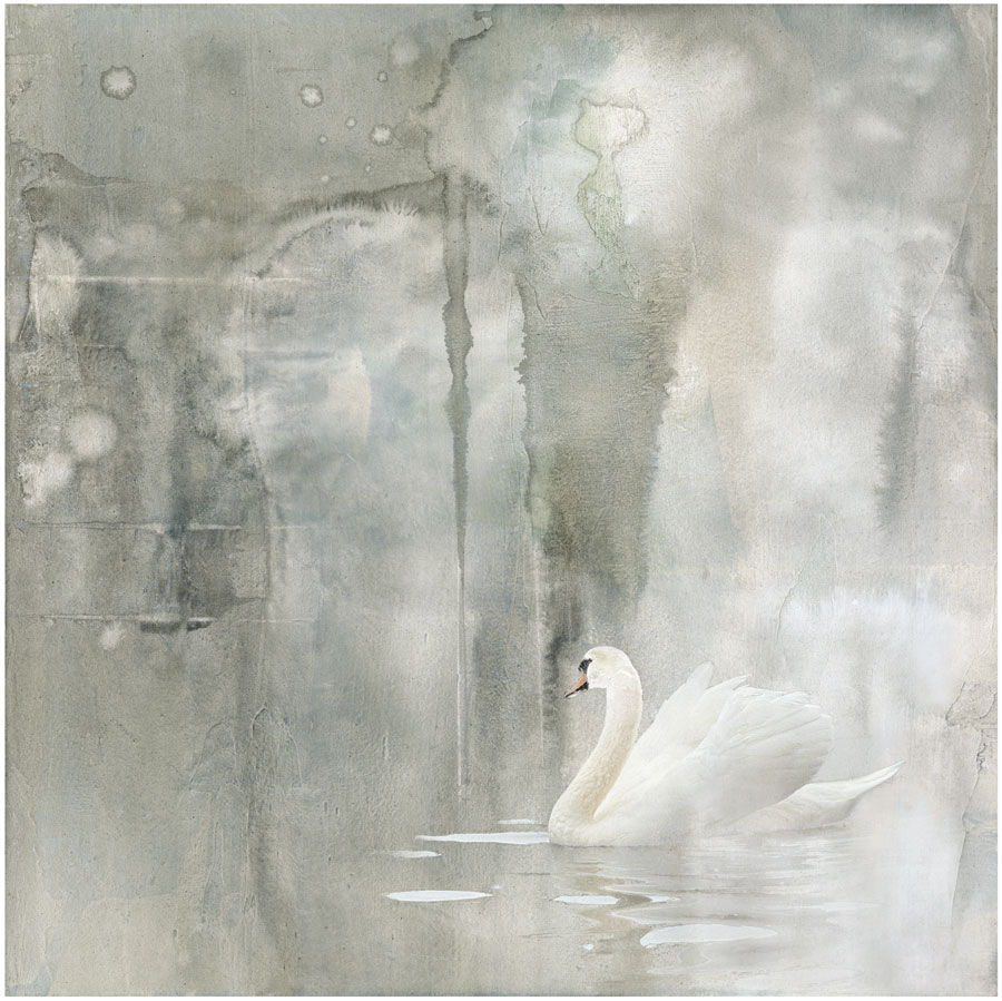 Emergence-Swan-in-Gray-Mists-900-by-Iskra