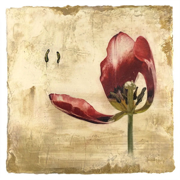 Opening Tulip, contemporary mixed media botanical by Iskra