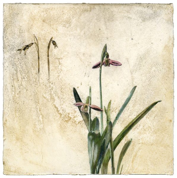 Snowdrop flower on Venetian plaster by Iskra