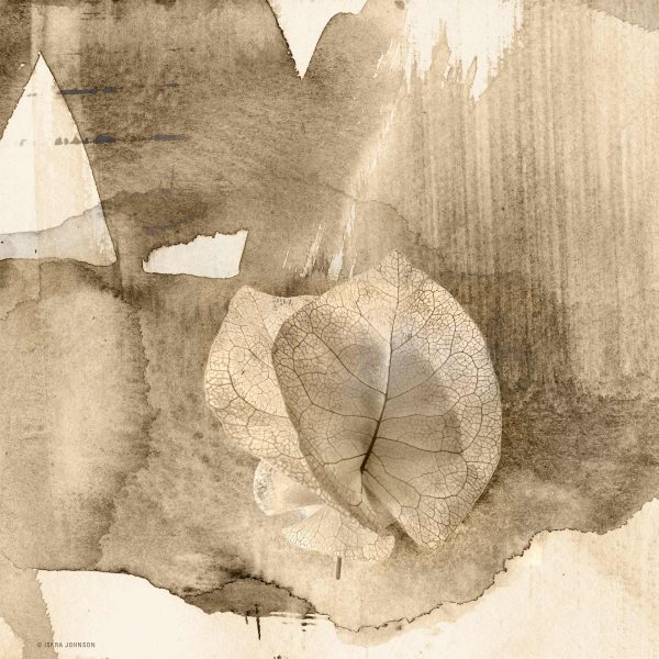 Specimen Study: The Flower, print by Iskra