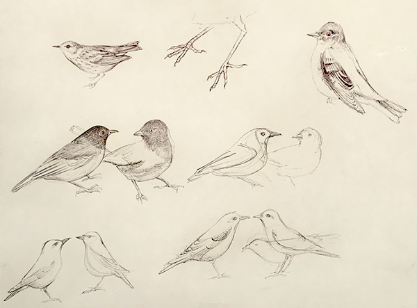 Bird Sketches Iskra