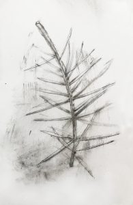 Pine Needle Drawing by Iskra