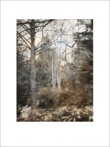 Forest Grove Fine Art Print by iskra