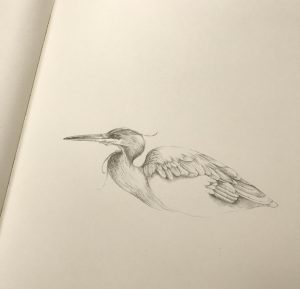 Heron Drawing in Pencil by Iskra