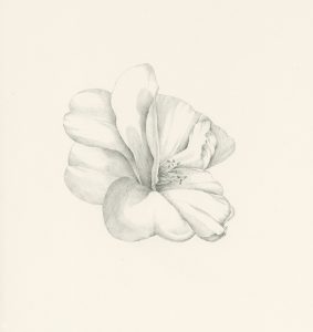 Camelia, ©Iskra Johnson, graphite pencil drawing on paper, $350