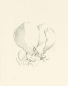 Magnolia Blossom drawing by Iskra