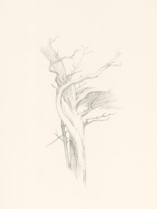 Windshaped, tree drawing by Iskra