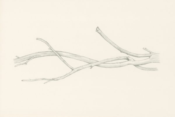 Divining Branch, pencil drawing by Iskra