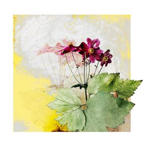 Anemone in Spring Botanical Print by Iskra