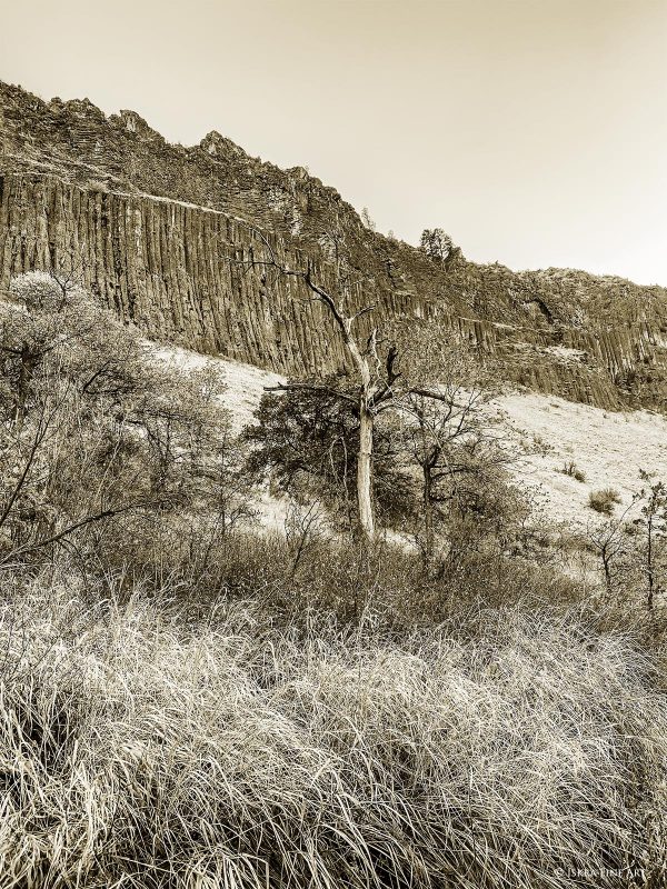 Canyon Creek Tree Photo by Iskra