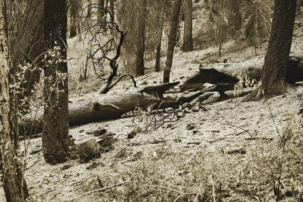 Charred Forest Fire Sepia photo by iskra 