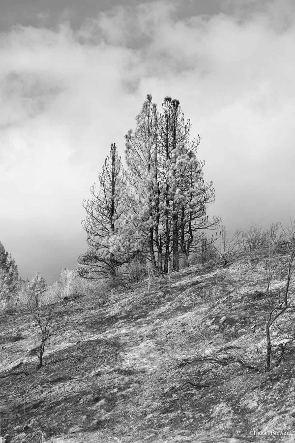 Pine Ridge Black and White Photography Iskra