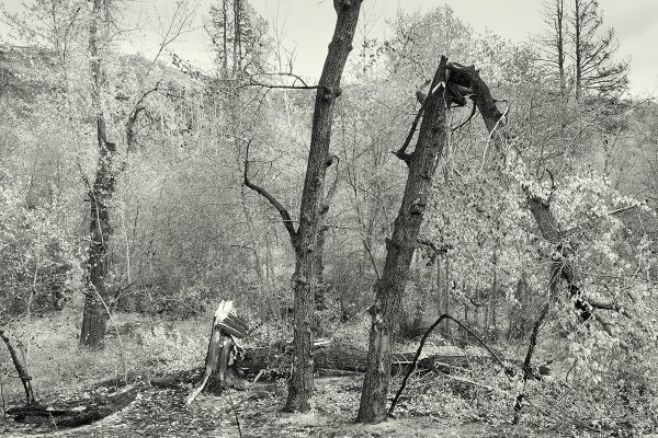 The Bent Tree Iskra Landscape Photograph