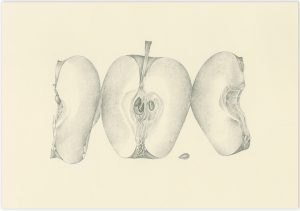 Botanical drawing of an apple in section by Iskra