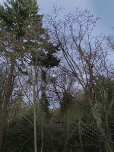 Moon in Trees
