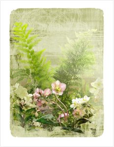 Hellebore in Spring botanical print by Iskra