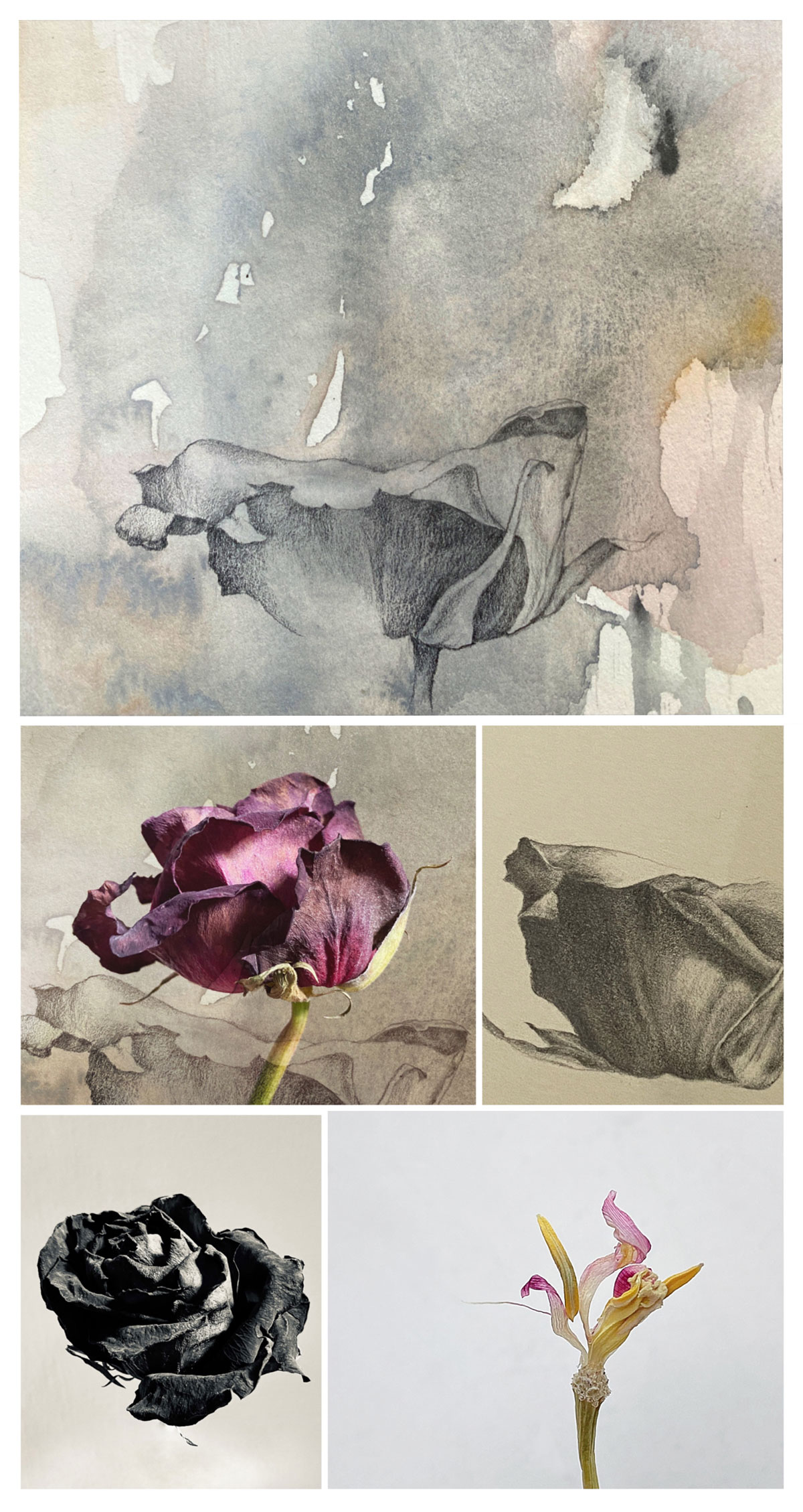 A rose is a rose....studies in media, watercolor, pencil and photography