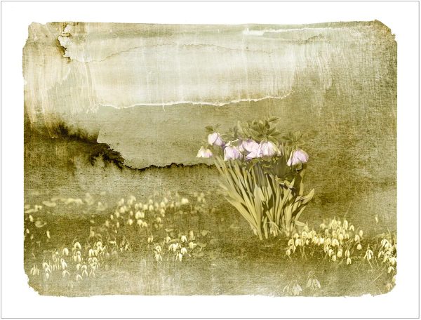 The Meadow, archival pigment print landscape by Iskra