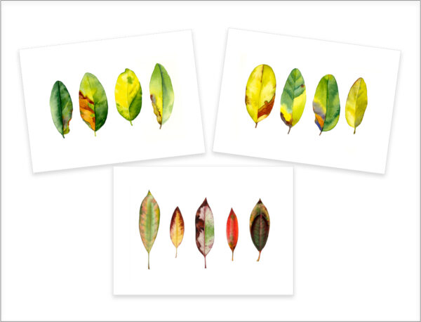 Leaf sequence paintings in watercolor