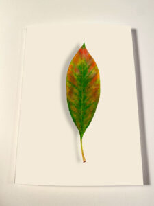 Green laurel leaf watercolor