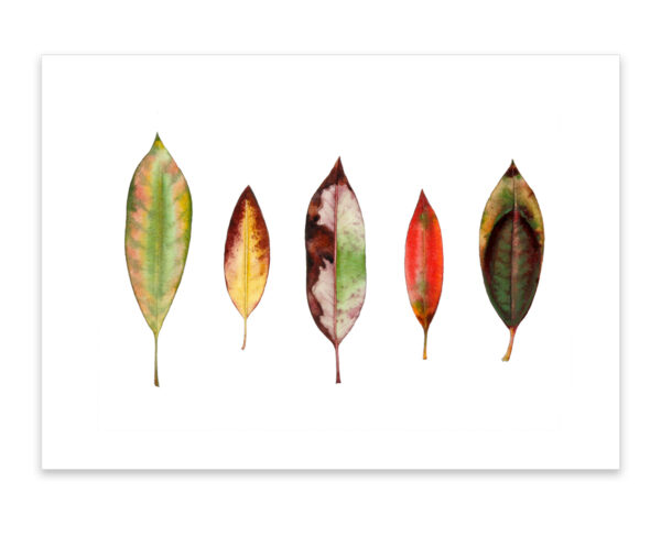 Laurel leaves watercolor