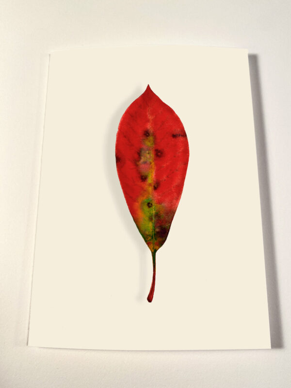 Red Laurel Leaf