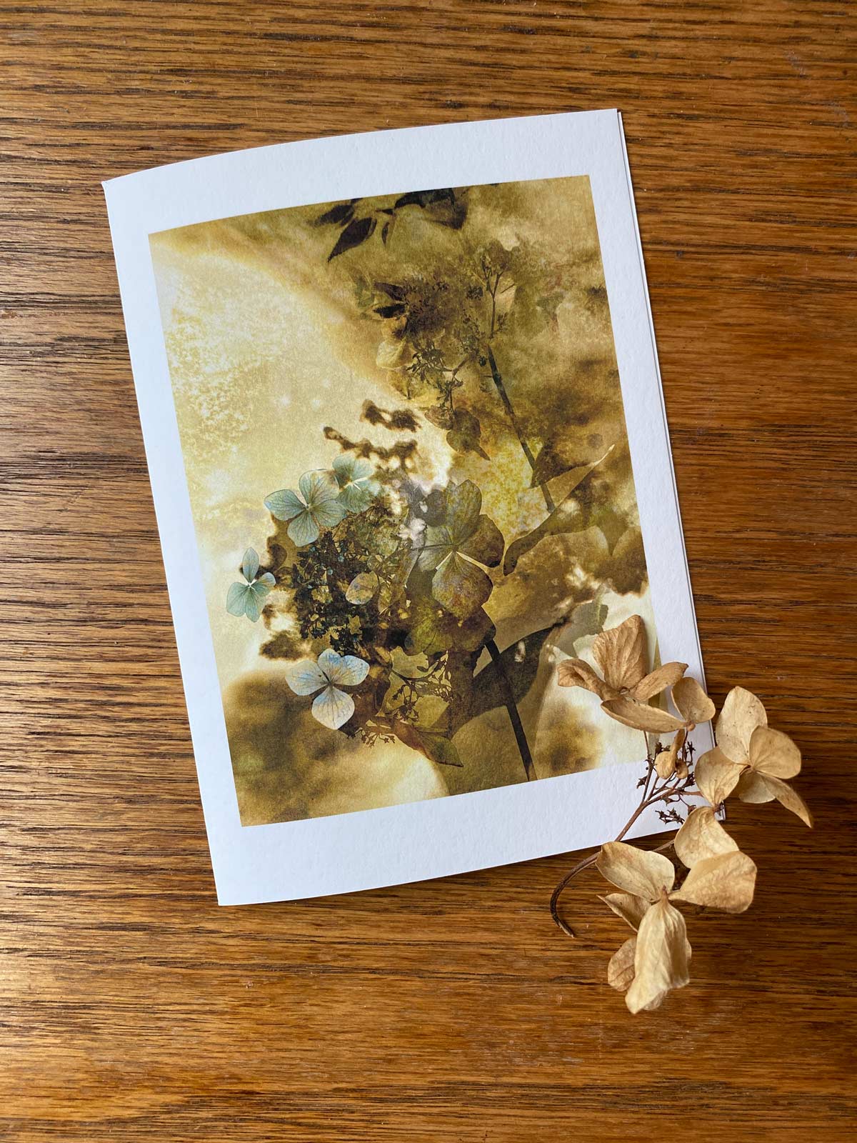 Hydrangea in Amber botanical image and greeting card