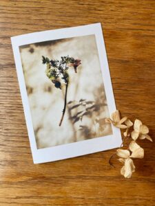 Suspended Hydrangea botanical specimen blank greeting card