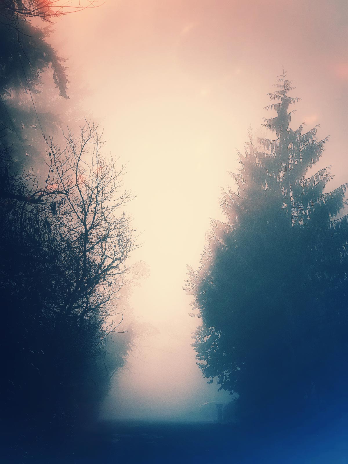 An Altered State dreamy walk in fog