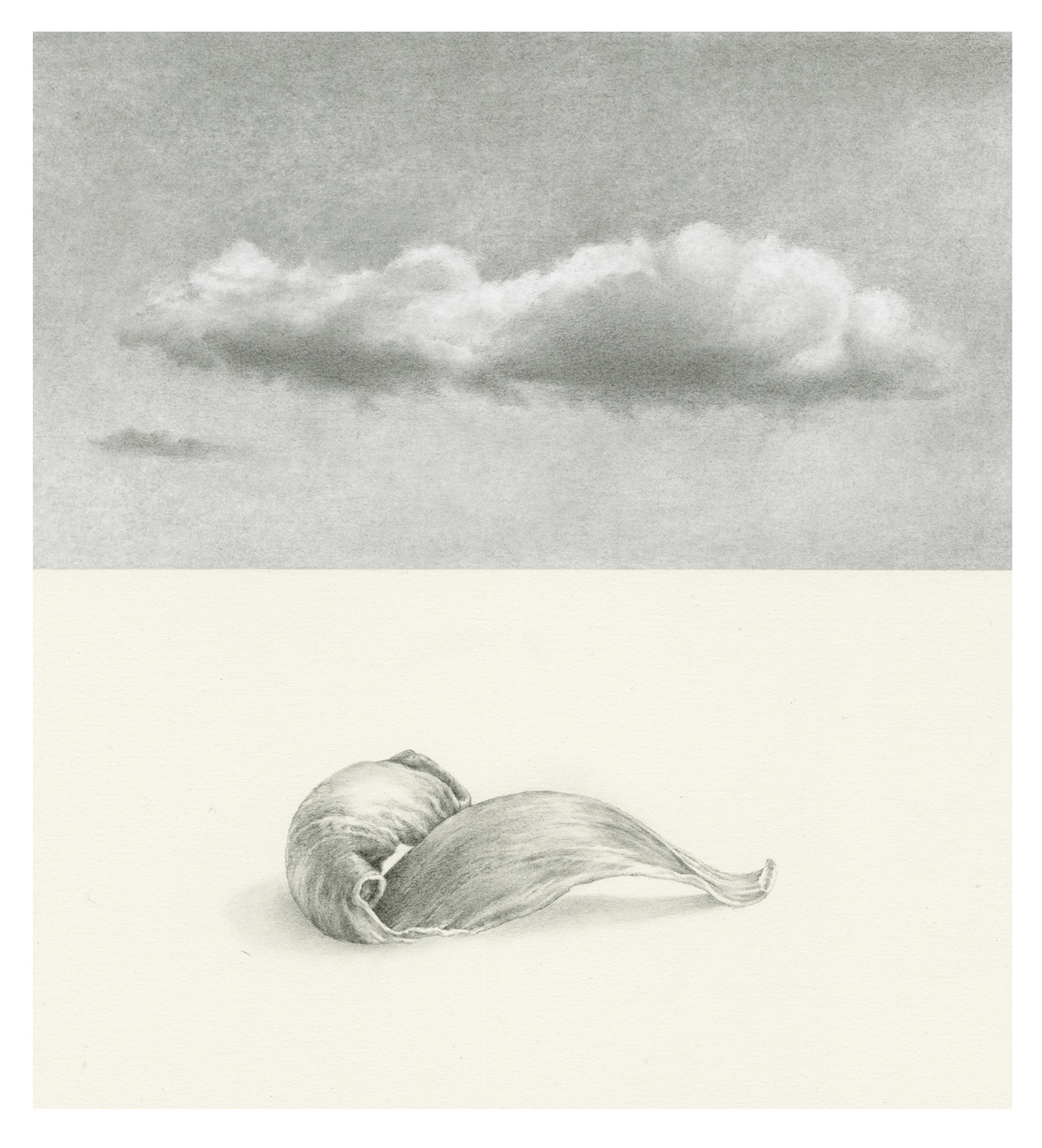 Petal and Cloud, graphite and pencil drawing